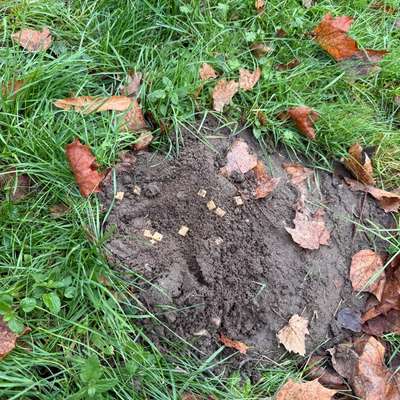 Giftköder-Eventuell Giftköder-Bild