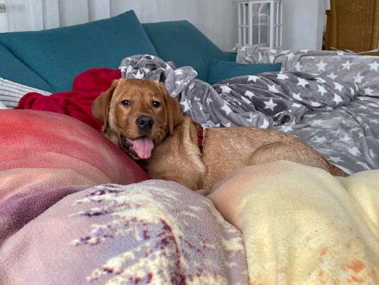 Welpen Bilder !-Beitrag-Bild