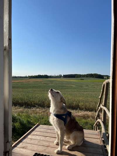 Herdenschutzhunde-Beitrag-Bild