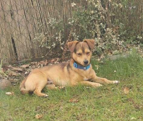 Auslandstierschutz-Beitrag-Bild