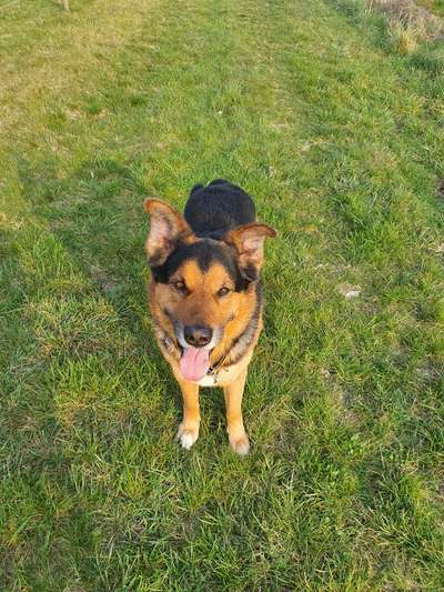 Mischlingshunde Foto Aufruf-Beitrag-Bild