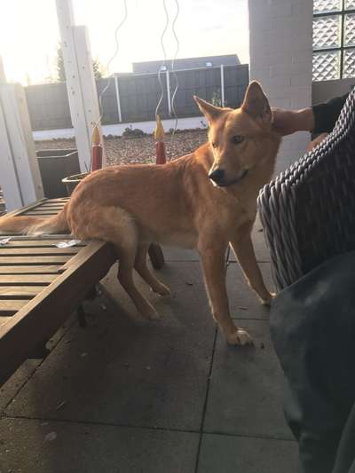 Zeige das lustigste Bild eures Hundis-Beitrag-Bild