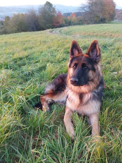 Deutsche Schäferhunde, Belgische Schäferhunde.-Beitrag-Bild