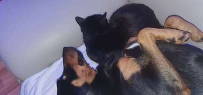 Bester Freund, Hundekumpel - zeigt her!-Beitrag-Bild