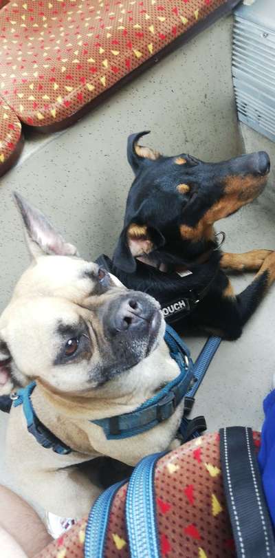 Bester Freund, Hundekumpel - zeigt her!-Beitrag-Bild