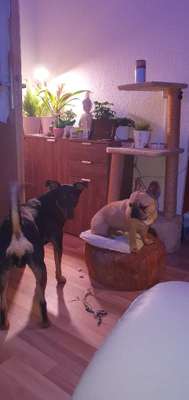 Bester Freund, Hundekumpel - zeigt her!-Beitrag-Bild