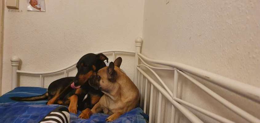 Bester Freund, Hundekumpel - zeigt her!-Beitrag-Bild