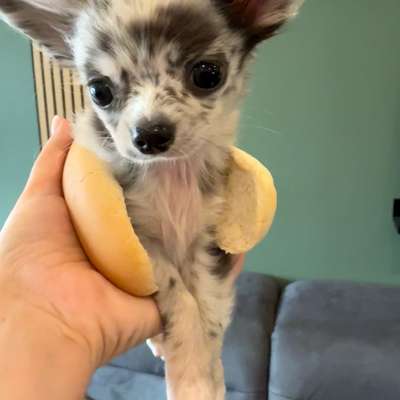 Hundetreffen-Spielpartner gesucht-Bild