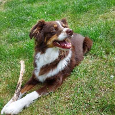 Hundetreffen-Souveräne Hunde gesucht-Bild