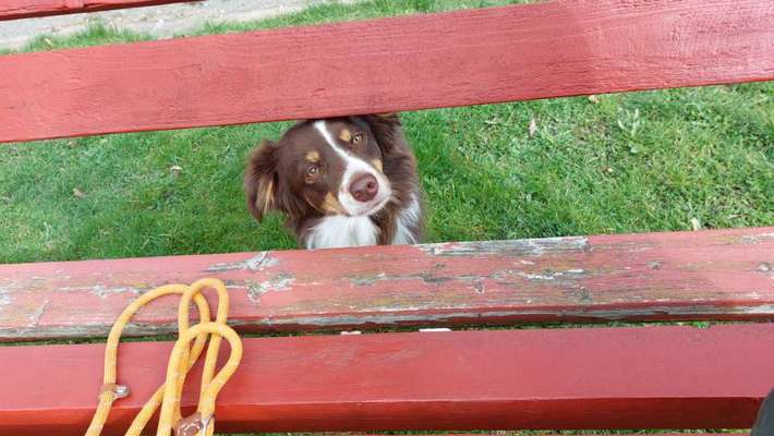 Hundetreffen-Mini Aussies, Aussies, Border Collies gesucht-Bild