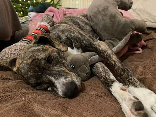 Der Lieblingsplüschi eures Vierbeiners-Beitrag-Bild