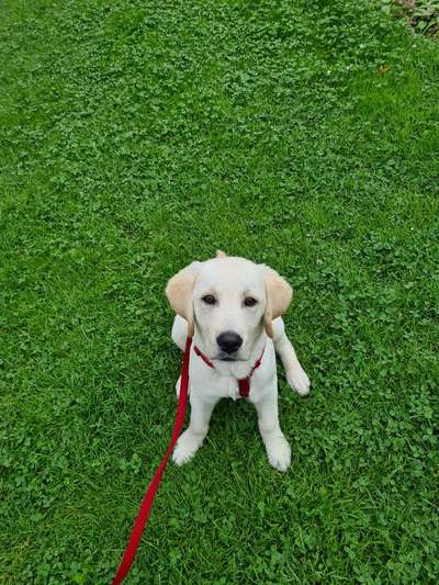 Hundetreffen-Charlie sucht einen Spielkameraden-Bild