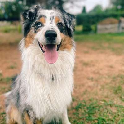 Hundetreffen-Spielen & Spaziergänge
