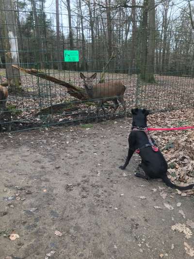 Hundetreffen-Kornwestheim Ludwigsburg-Bild