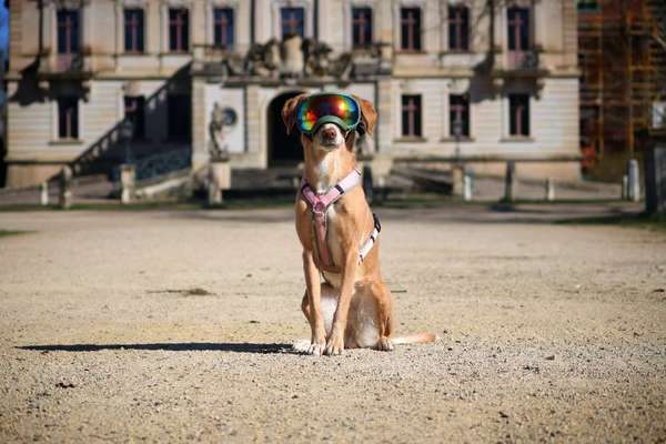Sonnenbrille beim Hund-Beitrag-Bild