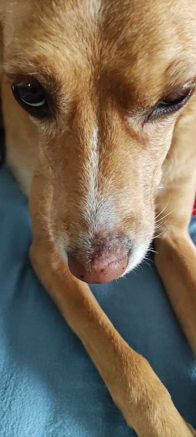 Schwellung an der Nase-Beitrag-Bild