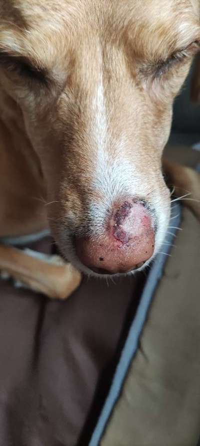 Schwellung an der Nase-Beitrag-Bild