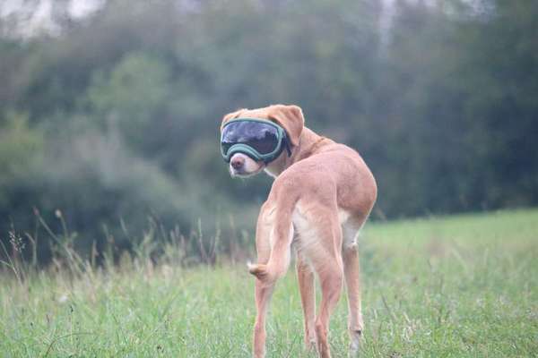 Erfahrungen, Tipps, Hilfen Schäferhundkeratitis ... "Selbsthilfegruppe"-Beitrag-Bild