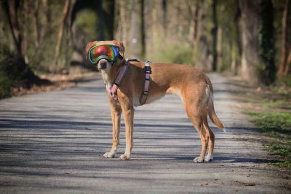 Geschirre für schmale Brust (Breton)-Beitrag-Bild