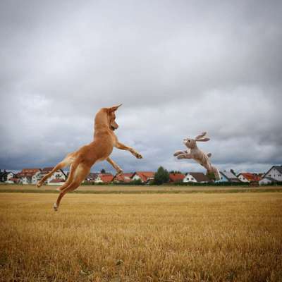 Dogorama Photo Challenge - Apportieren-Beitrag-Bild