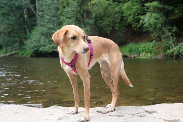 Mischlinge raten - Rätselspaß-Beitrag-Bild