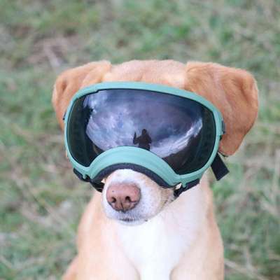 Titelbild Gruppe Schäferhundkeratitis