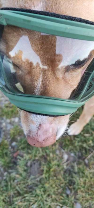 Schwellung an der Nase-Beitrag-Bild