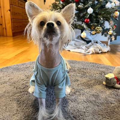 Hundetreffen-Hundefreunde in Alt Saarbrücken gesucht :)-Bild