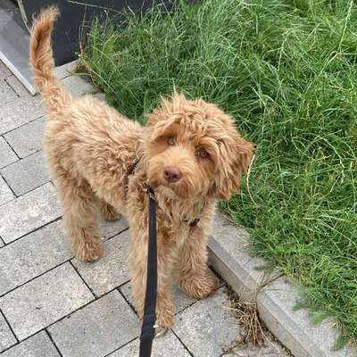 Hundetreffen-Junghund zum Spielen/Trainieren-Bild