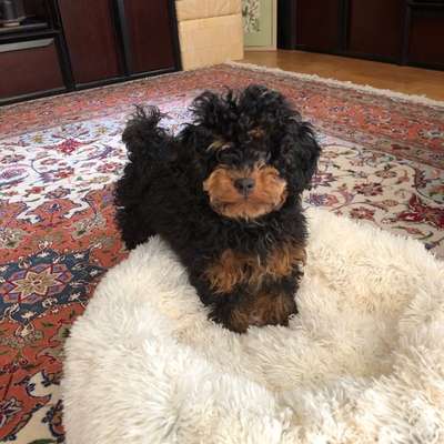 aktuelles Foto Gruppe Pudel