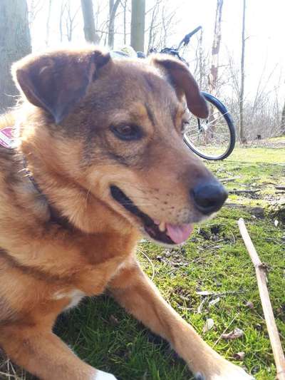 Hundetreffen-Gassierunde am Kanal oder...-Bild