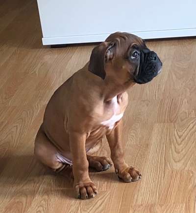 Welpen Bilder !-Beitrag-Bild