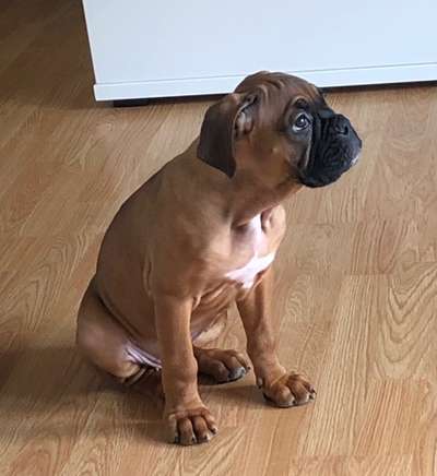 Welpen Bilder !-Beitrag-Bild