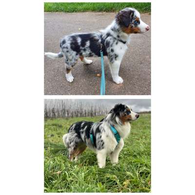 Als Welpen sind sie alle noch süßer-Beitrag-Bild