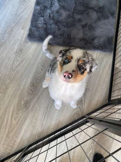 Welpen Bilder !-Beitrag-Bild