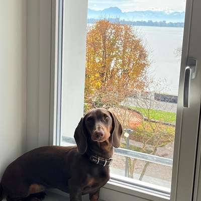 Hundetreffen-Spieltreff und gemeinsam Gassi gehen.-Bild