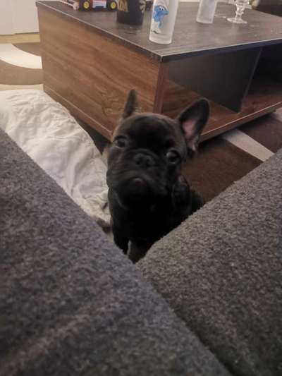 Dogorama Photo Challenge - Hundeblick zum hinschmelzen-Beitrag-Bild