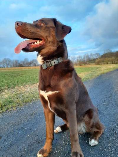 Labradorfans-Beitrag-Bild