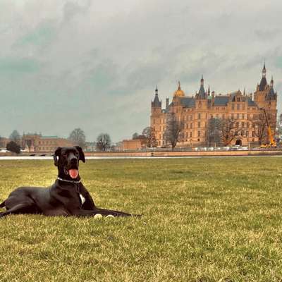 Hundetreffen-Spieleründchen mit Sam :)-Bild