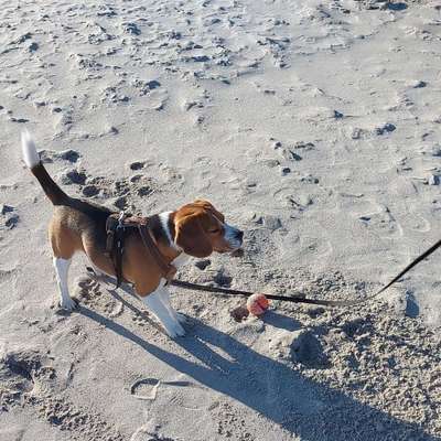 Hundetreffen-Spielkameraden