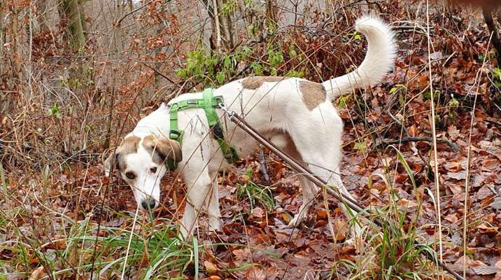 Herdenschutzhunde-Beitrag-Bild