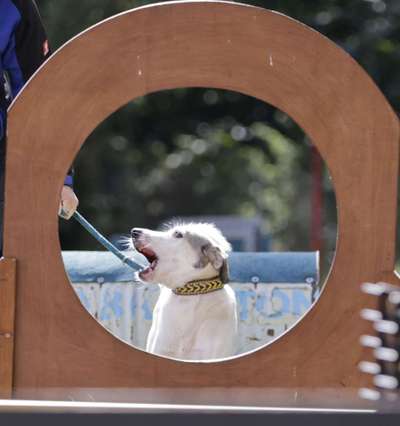 Dogorama Photo Challenge - Rund-Beitrag-Bild