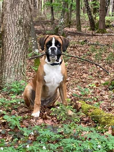 Hundetreffen-Spiel und Gassipartner gesucht im Münchner Osten-Bild