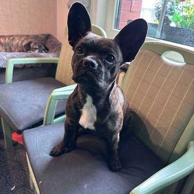 Hundetreffen-Treffen für gemeinsame Gassirunden-Bild