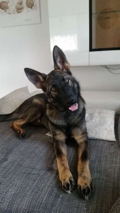 Welche Hunderasse-Beitrag-Bild