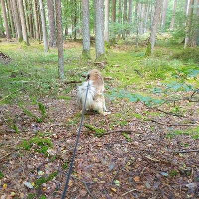 Hundetreffen-Gemeinsames Spazieren in Völklingen