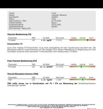 Schilddrüse-Beitrag-Bild