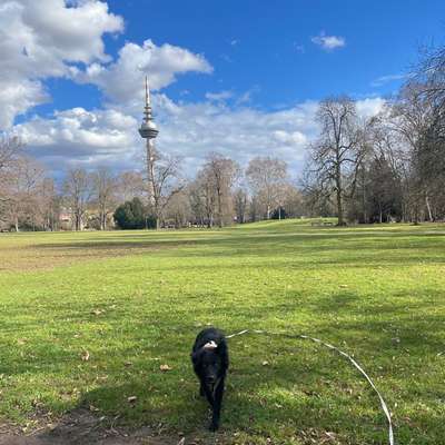 Hundetreffen-Trainingsgassi + anschließendes Spielen-Bild