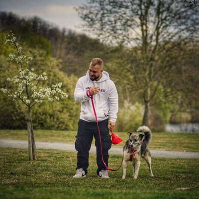 Hundetreffen-Gassi gehen am vienenburger-Bild