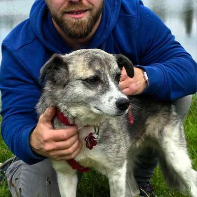 Hundetreffen-Gassi gehen in Harlingerode-Bild